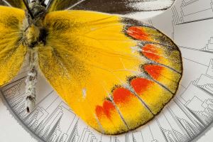 《自然-生态学与进化》杂志：1亿年前蝴蝶最早在北美“现身”