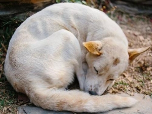 从狗狗睡哪里看出它是否需要你（如果狗狗这样睡觉）(3)