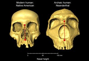 3万年前灭绝的尼安德特人在现代人类身上留下“高鼻子基因”
