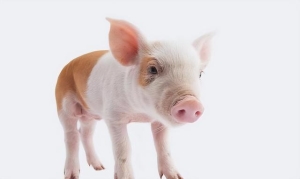 宠物猪适合新手的是什么品种（5大适合家养的宠物猪猪有哪些）(2)