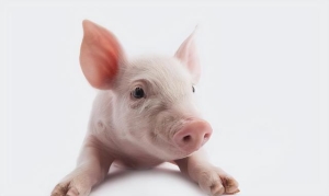 宠物猪适合新手的是什么品种（5大适合家养的宠物猪猪有哪些）(4)