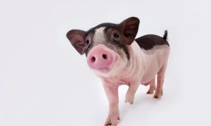 宠物猪适合新手的是什么品种（5大适合家养的宠物猪猪有哪些）(5)