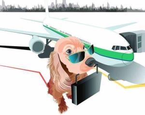 飞机托运宠物不需要办理手续吗（提前了解坐飞机带宠物托运的办理流程）(1)