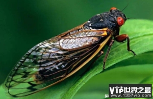 世界上最长寿的昆虫 十七年蝉寿命长达17年(睡觉时间长)