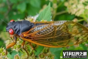 世界上最长寿的昆虫 十七年蝉寿命长达17年(睡觉时间长)
