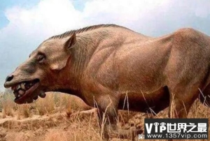 世界上最大的猪 上古巨猪长3米重达2000斤(比较罕见)