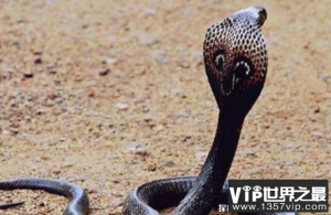 世界上现存最大的毒蛇 眼镜王蛇被称百蛇之王(体长5.6米)