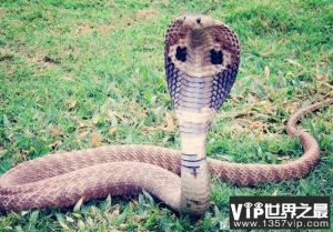 世界上现存最大的毒蛇 眼镜王蛇被称百蛇之王(体长5.6米)