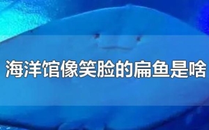 中国最大的海洋馆在哪个地方？海洋馆像笑脸的扁鱼是啥