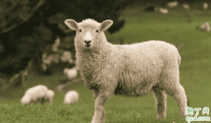 2019羊肉为什么涨价 今年下半年羊肉价格上涨的原因5
