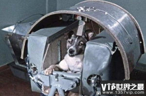 世界上最孤独的狗 莱卡用来测试太空探索技术(未返回地球)
