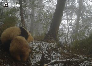 全球唯一白色大熊猫影像首公开：已经成年了