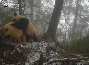 全球唯一白色大熊猫影像首公开：已经成年了