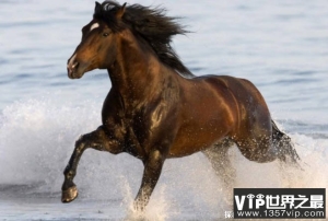 世界历史上十大最著名的马 触发是著名的马(技巧比较多)