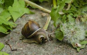 蜗牛在交配时朝对方放“飞刀” 为什么要这么做？