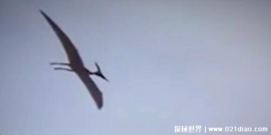 世界上最后一只龙视频，美国小伙无意拍到真实翼龙(附清晰视频)