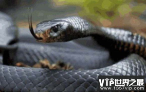 世界上速度最快的蛇,速度可以达到20公里