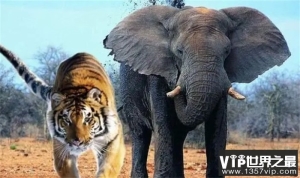 最健壮的老虎能不能单杀一头成年健康的大象？为什么？