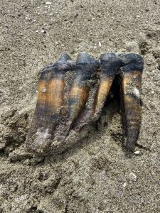 走在加州海滩上的美国女人发现了古老的乳齿象牙齿化石