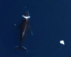 研究称不要指望鲸鱼是“气候拯救者”