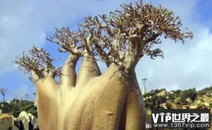 世界上最神奇的树 猴面包树浑身上下都是宝(寿命超长)