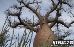 世界上最神奇的树 猴面包树浑身上下都是宝(寿命超长)
