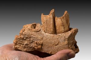 牙齿珐琅质提供了尼安德特人狩猎采集生活方式的线索