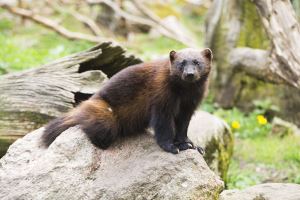 在加利福尼亚发现的稀有狼獾是一个世纪以来第二个被确认的标本