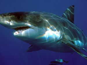 研究表明大白鲨在加利福尼亚海岸比以前认为的更常见