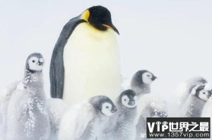 世界上最大的海鸟 南极帝企鹅身高达一米左右(比较漂亮)