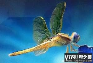 世界上飞行速度最快的昆虫 澳大利亚蜻蜓(时速39千米)