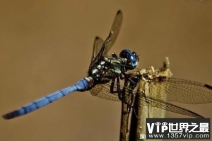 世界上飞行速度最快的昆虫 澳大利亚蜻蜓(时速39千米)