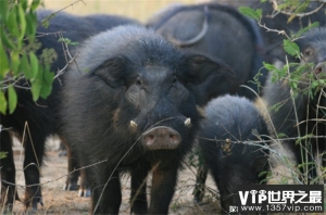 世界上最凶猛的猪巨林猪被称野猪中的战斗机(杀伤力巨大)