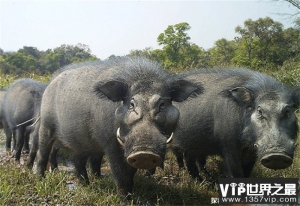 世界上最凶猛的猪巨林猪被称野猪中的战斗机(杀伤力巨大)
