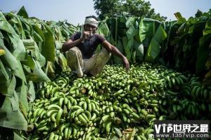 世界上香蕉产量最多的国家 印度将香蕉当主食(经常滞销)