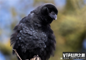 世界上最聪明的鸟渡鸦模仿发声能力强(攻击力很强)