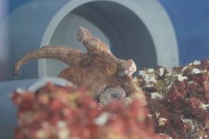 一只叫卡斯提洛Costello的章鱼可能成为这种八足无脊椎动物做梦的首例证据