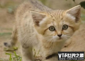 世界十大禁养名猫：第9体型娇小却能干翻羚羊