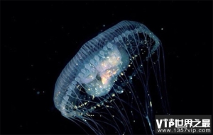 世界上最长寿的生物 深海的灯塔水母（长寿生物）