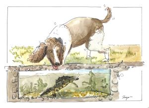 侦缉犬可以嗅出高度濒危的大冠蝾螈
