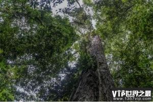 亚洲第一高树是如何被发现的 截止至今生长多少年