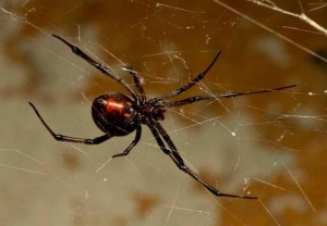 世界上最毒蜘蛛，黑寡妇蜘蛛遇见要躲开