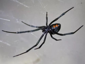 世界上最毒蜘蛛，黑寡妇蜘蛛遇见要躲开