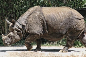 世界上最大的独角犀牛，印度犀犀角长达60厘米