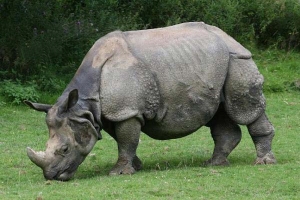 世界上最大的独角犀牛，印度犀犀角长达60厘米