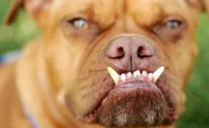 世界十大丑狗排行榜图片，丑鬼山姆名列首位