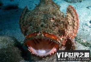 世界上最丑陋最毒的鱼，石头鱼没有之一！