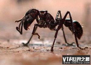 世界上最危险的蚂蚁排名，子弹蚁第一