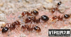 世界上最危险的蚂蚁排名，子弹蚁第一