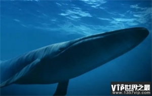 蓝鲸是世界上最大的鱼吗（海洋哺乳动物）